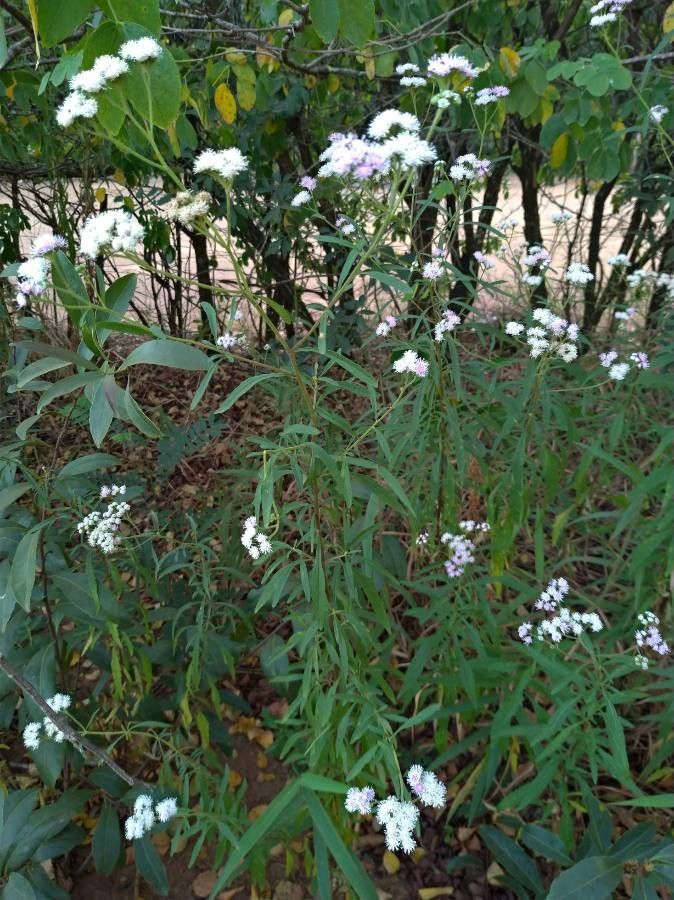 Vernonia polyantha habit