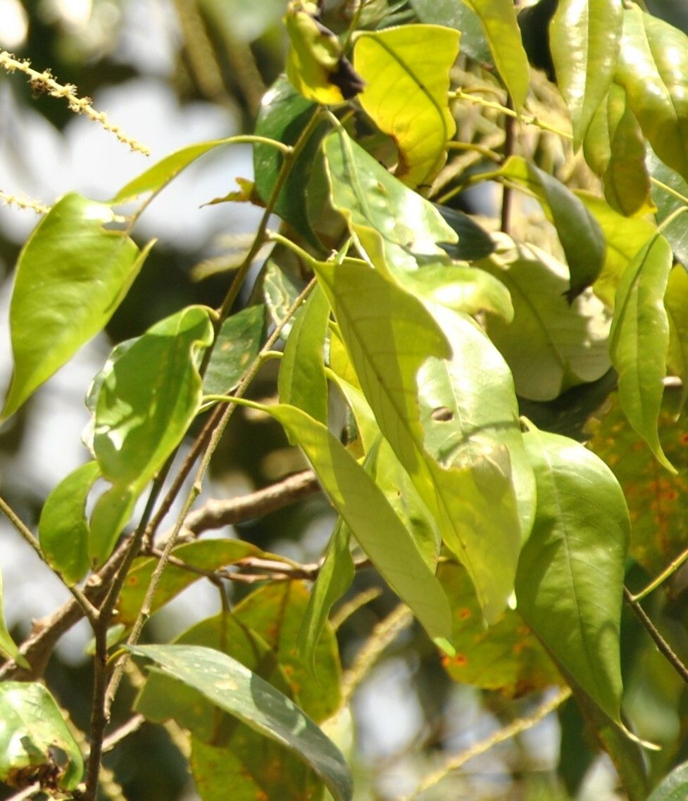 Castanopsis tungurrut — search result for 'Castanopsis'