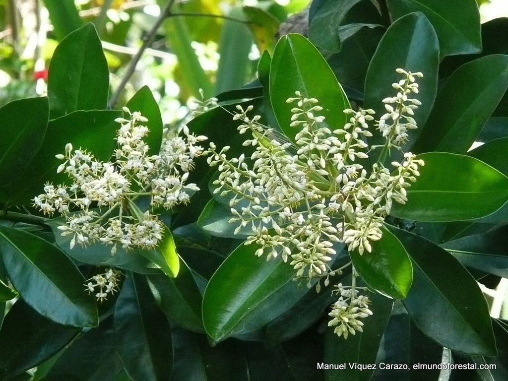 Ardisia revoluta flower