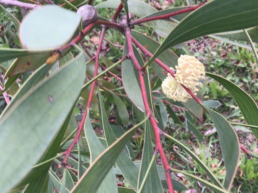 Hakea salicifolia leaf