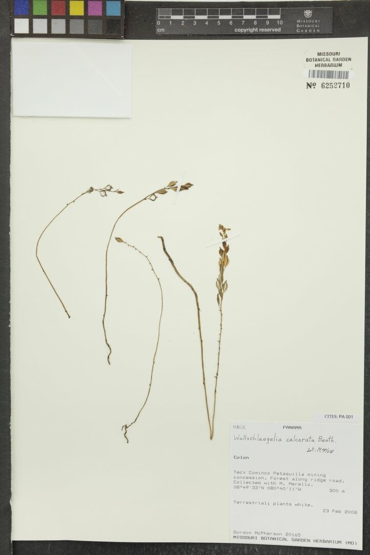 Wullschlaegelia calcarata other