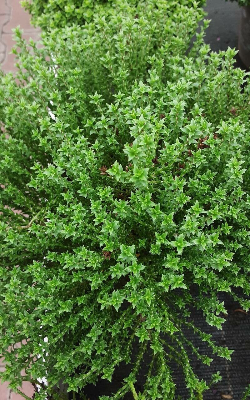 Veronica cupressoides leaf