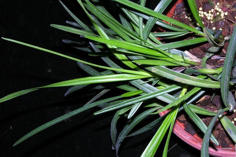 Maxillaria aciantha leaf