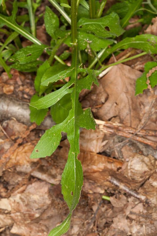 Centaurea nigrescens leaf