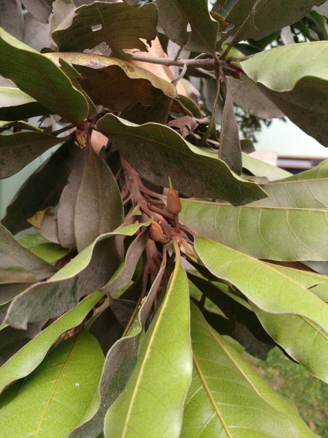 Pouteria lucuma flower