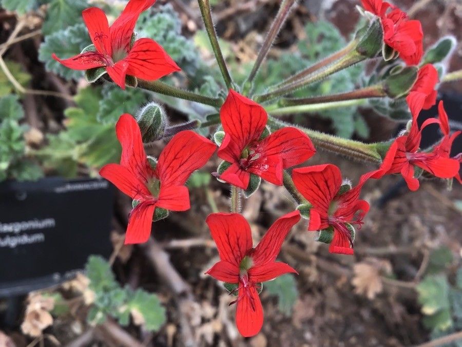 Pelargonium fulgidum flower