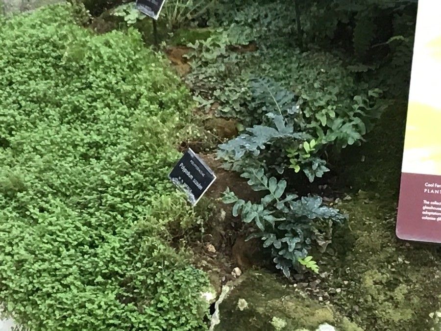 Polypodium scouleri — search result for 'Polypodium'