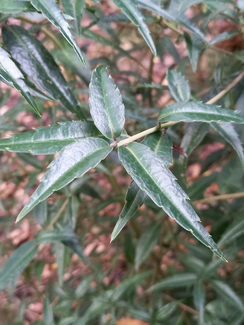 Helwingia himalaica — related species from the same genus