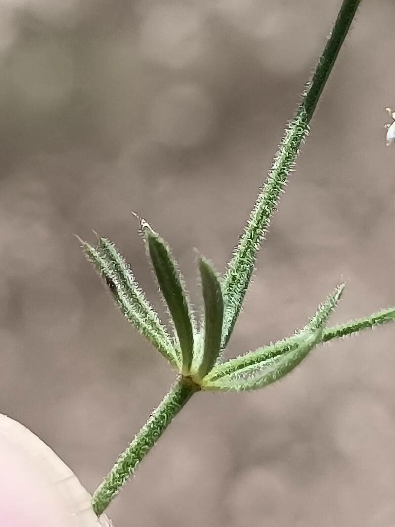 Asperula hirsuta — search result for 'Asperula'