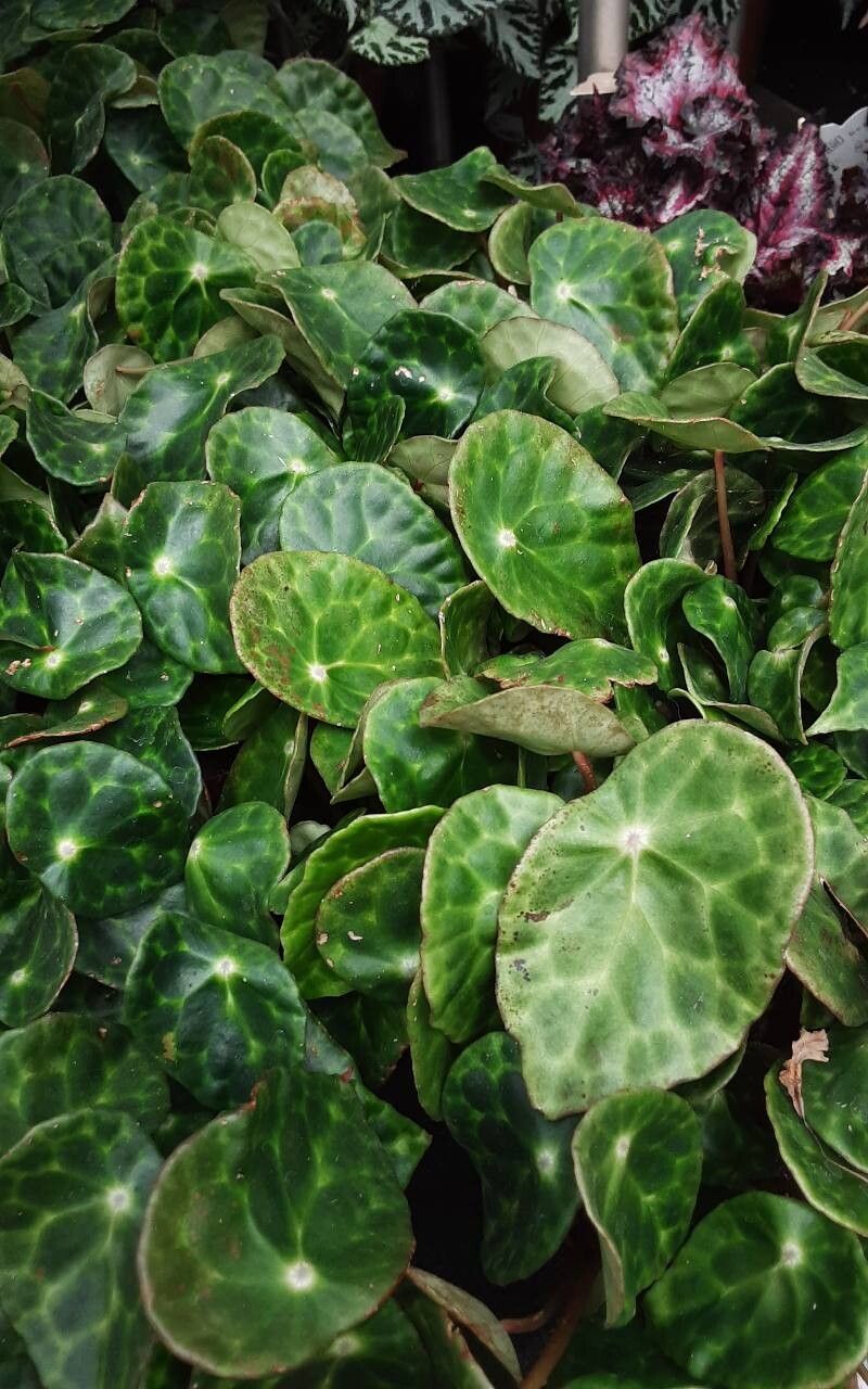 Begonia kingiana habit