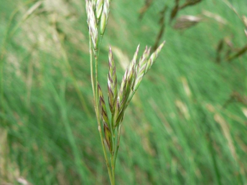 Festuca eskia flower