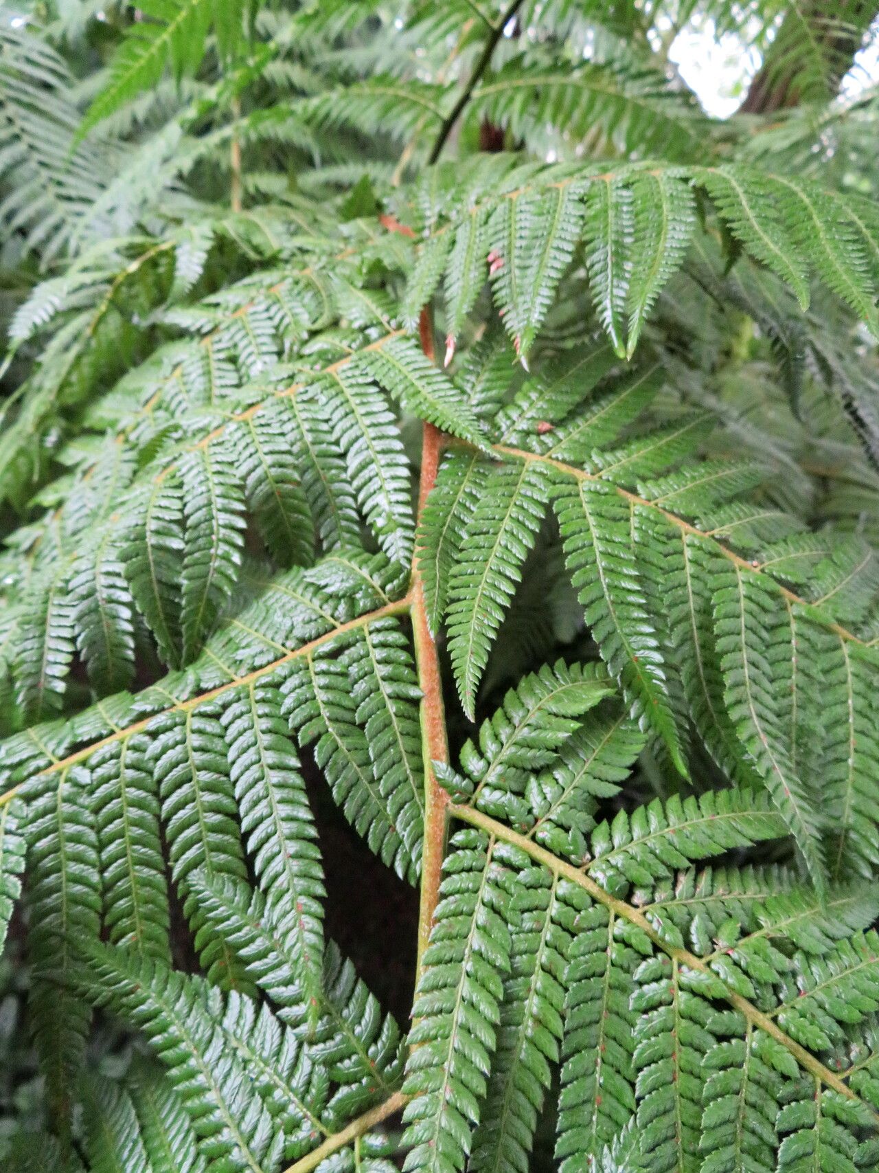 Dicksonia navarrensis — houseplant care guide