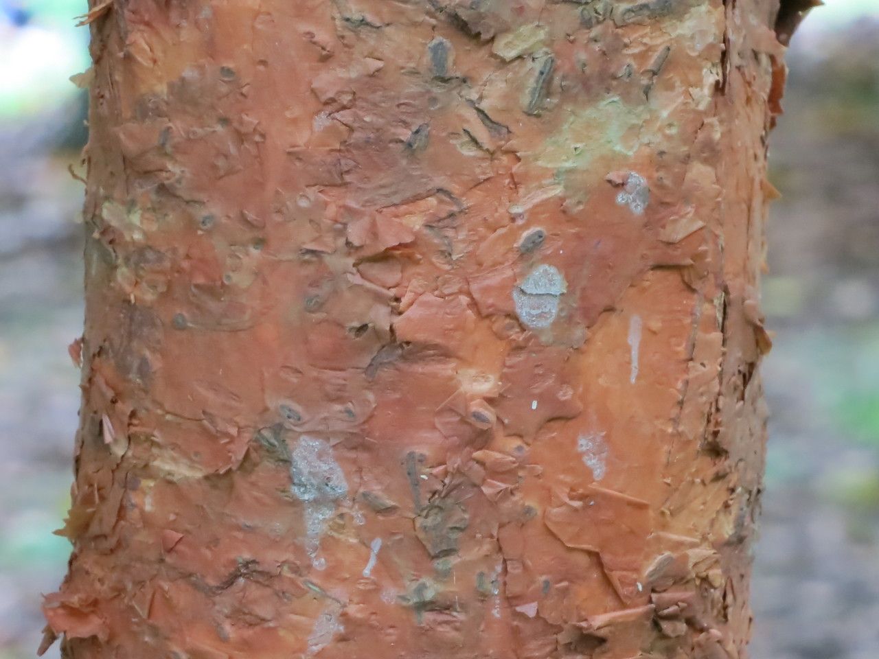 Syzygium antisepticum bark