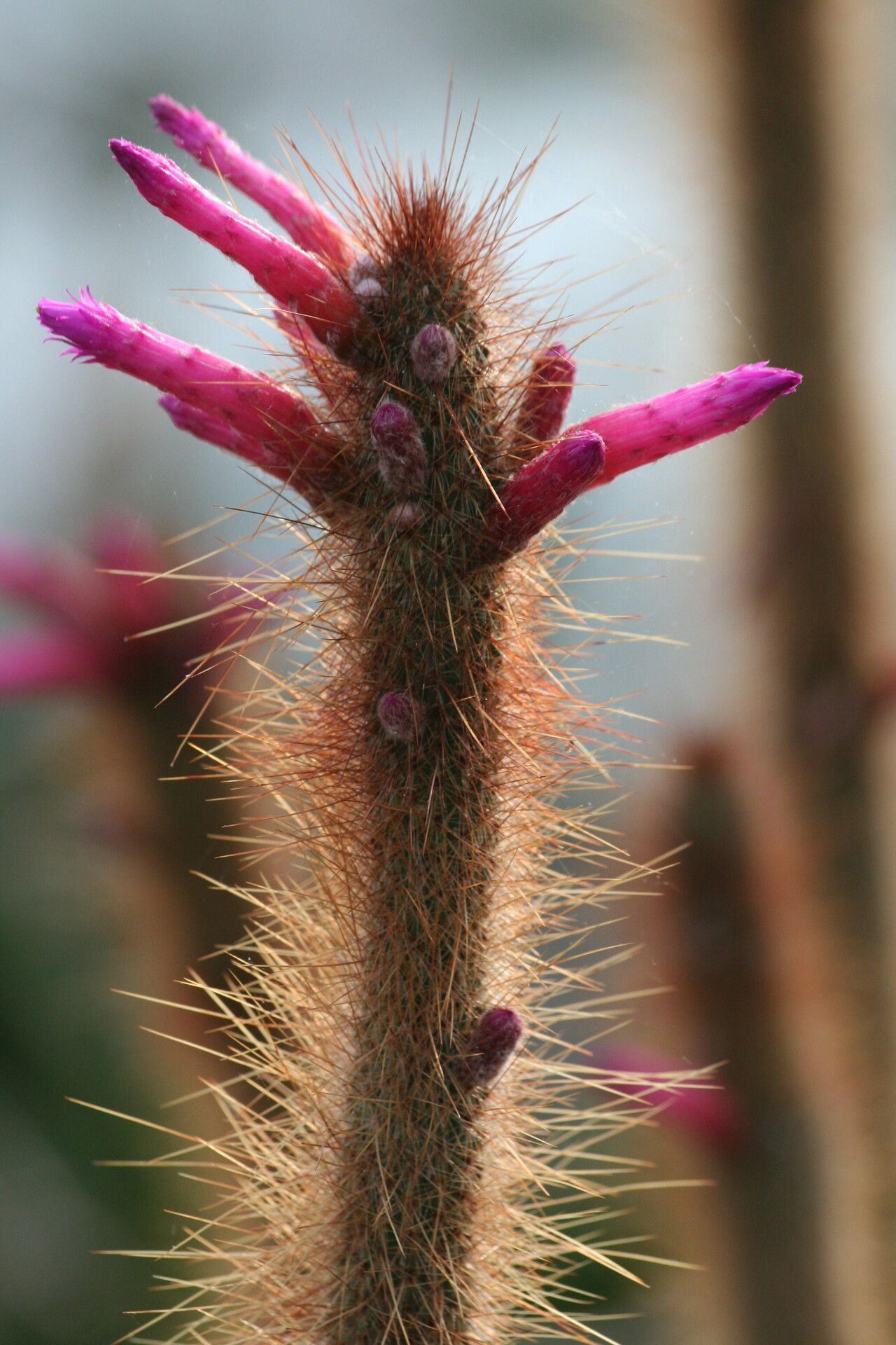Cleistocactus candelilla flower