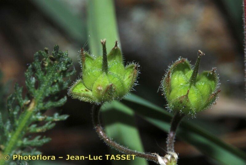 Geranium divaricatum fruit