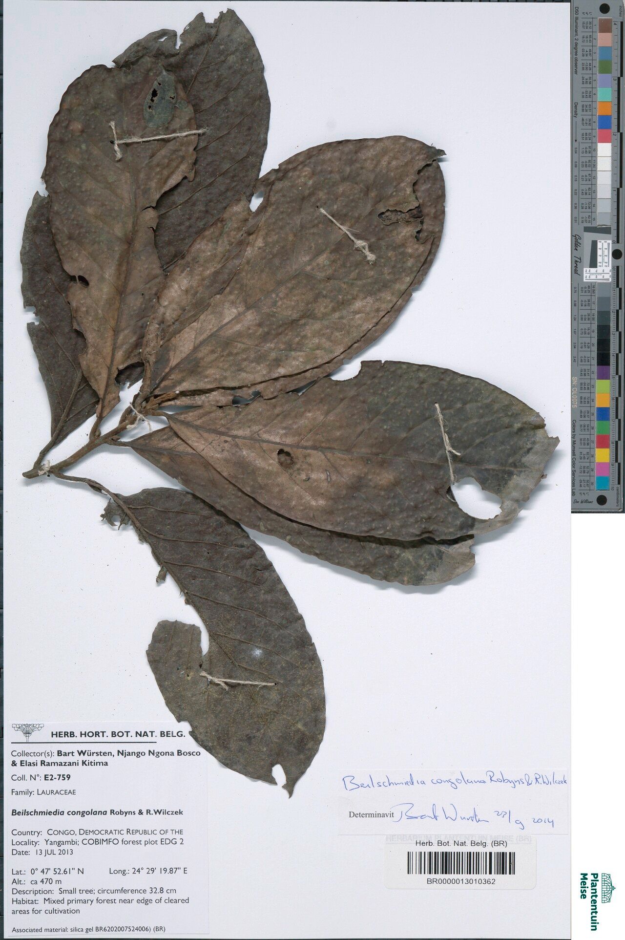 Beilschmiedia congolana — houseplant care guide