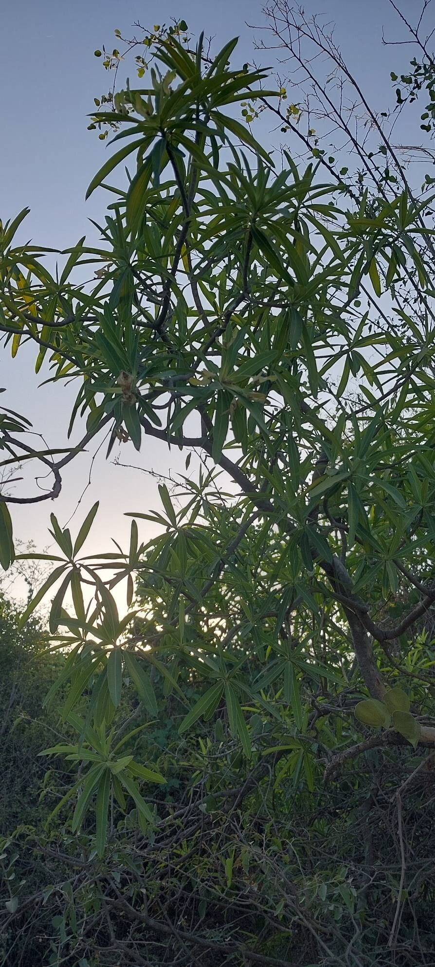 Euphorbia antso habit