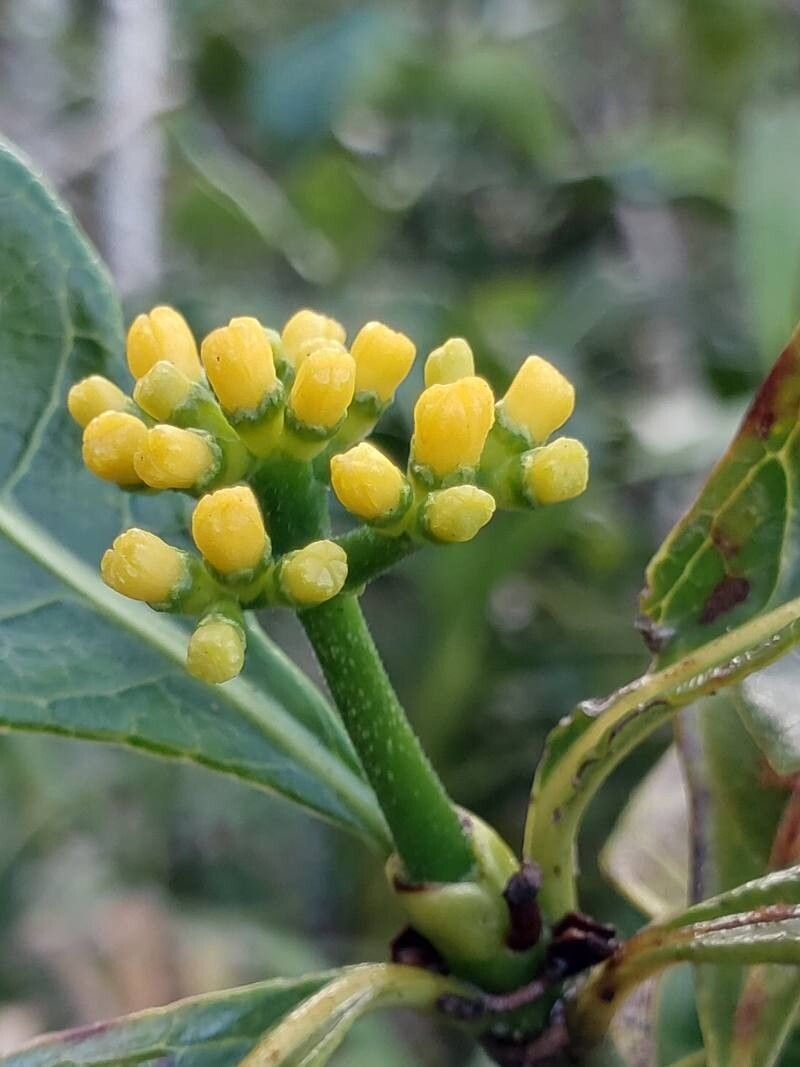 Psychotria megalocarpa flower