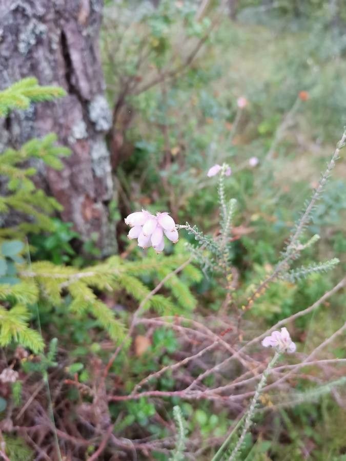 Erica tetralix fruit
