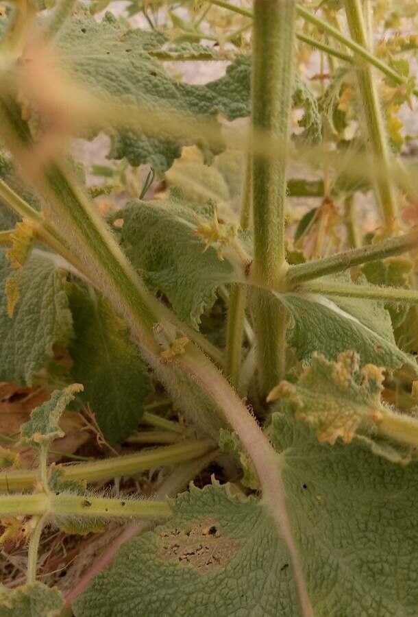 Salvia sharifii bark
