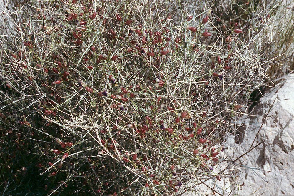 Salazaria mexicana habit