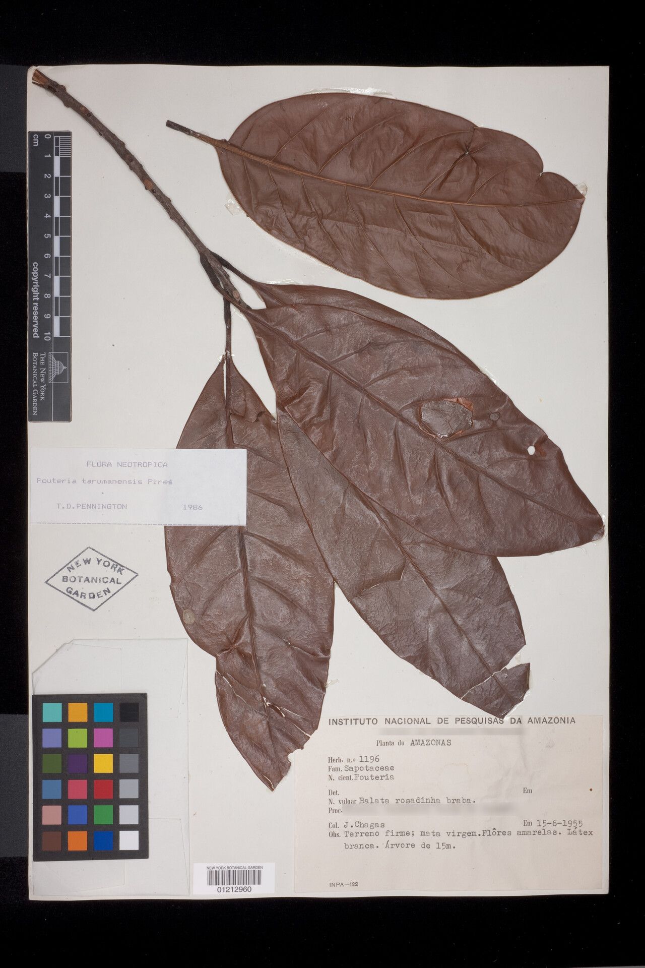 Pouteria tarumanensis leaf