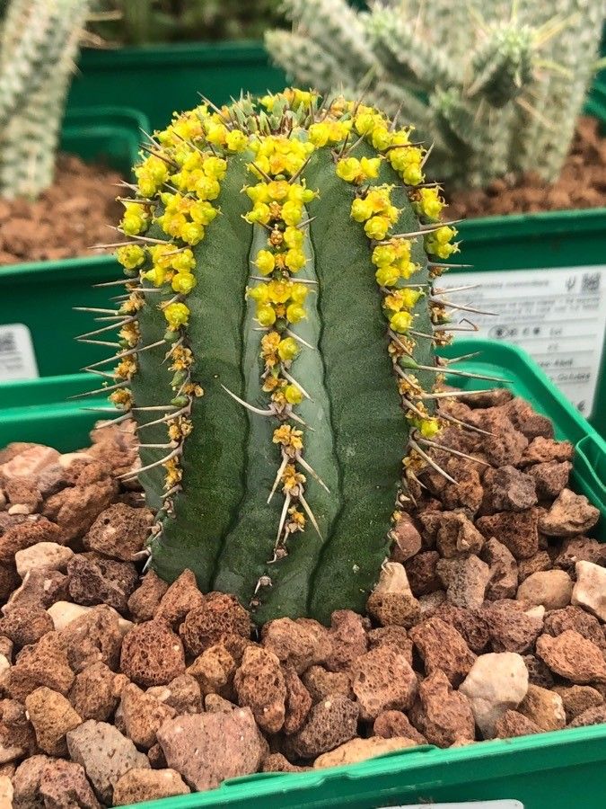 Euphorbia fruticosa — houseplant care guide