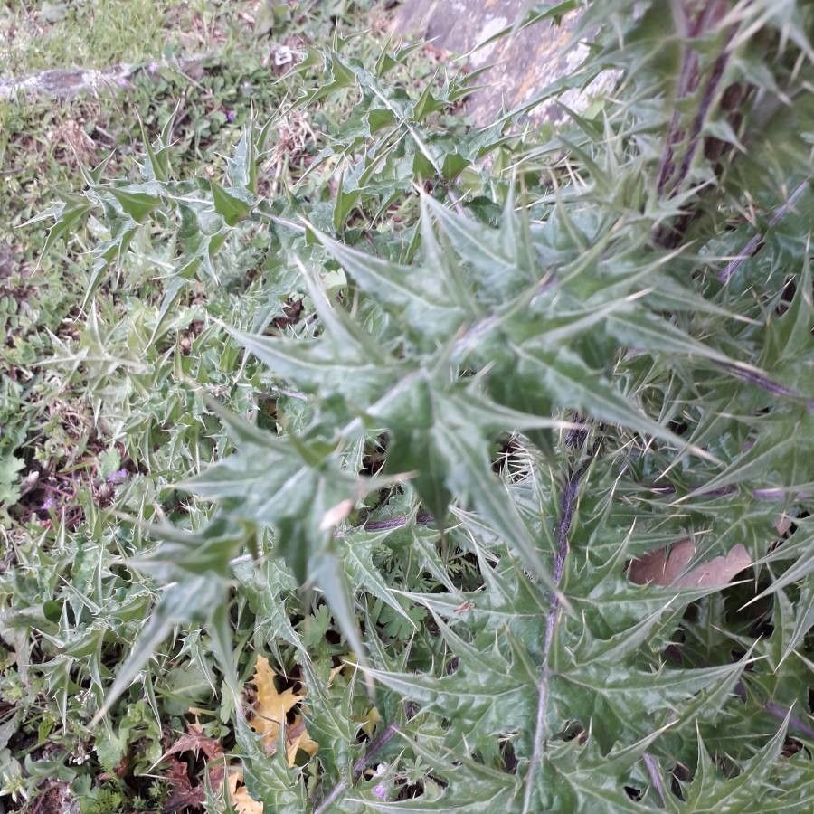Carduus cephalanthus leaf