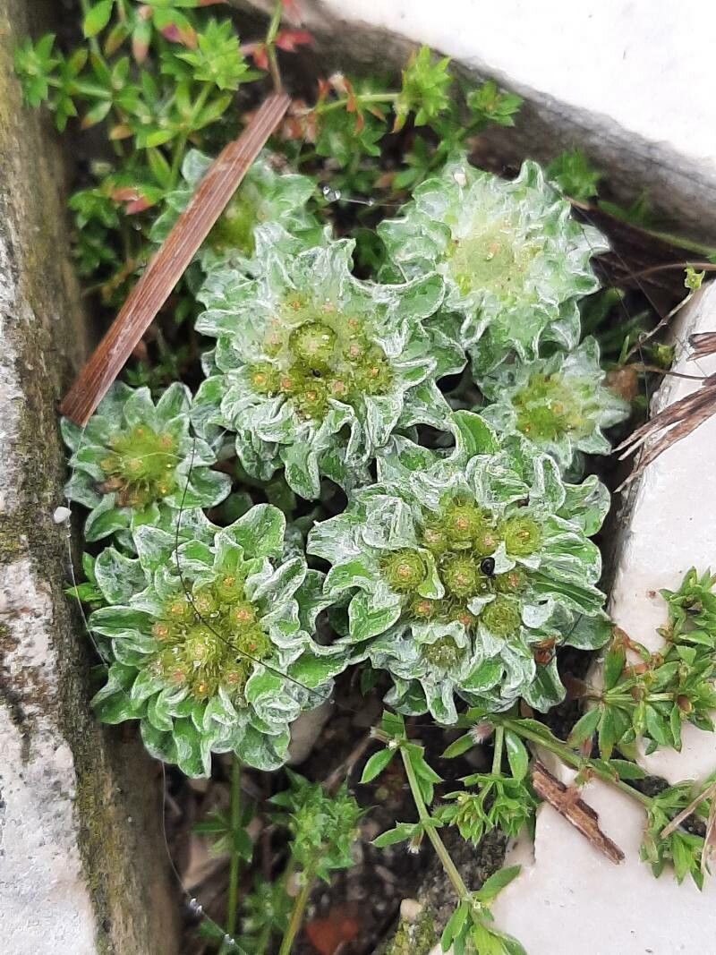 Filago congesta — search result for 'Filago'