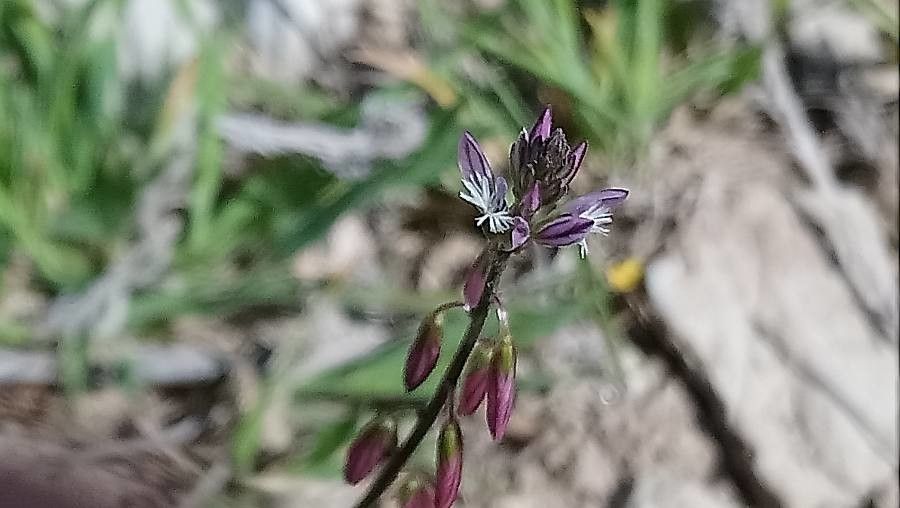 Polygala monspeliaca flower
