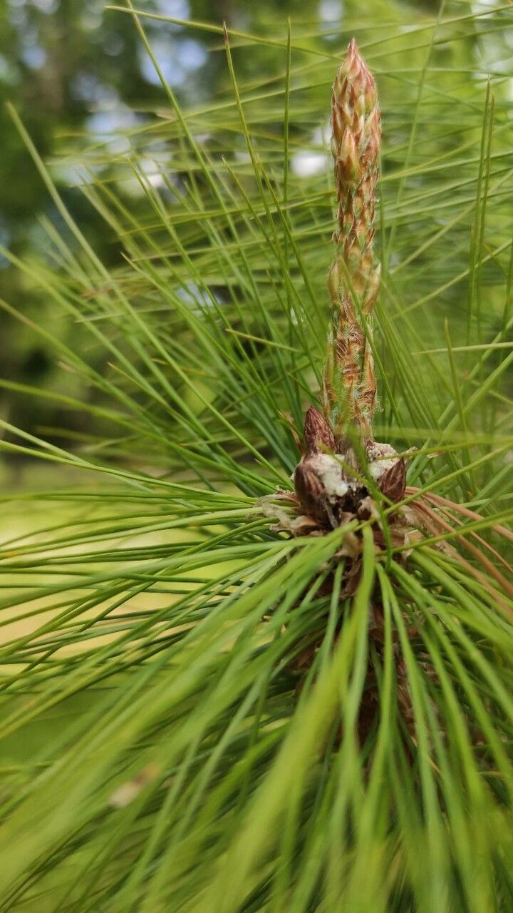 Pinus leiophylla leaf