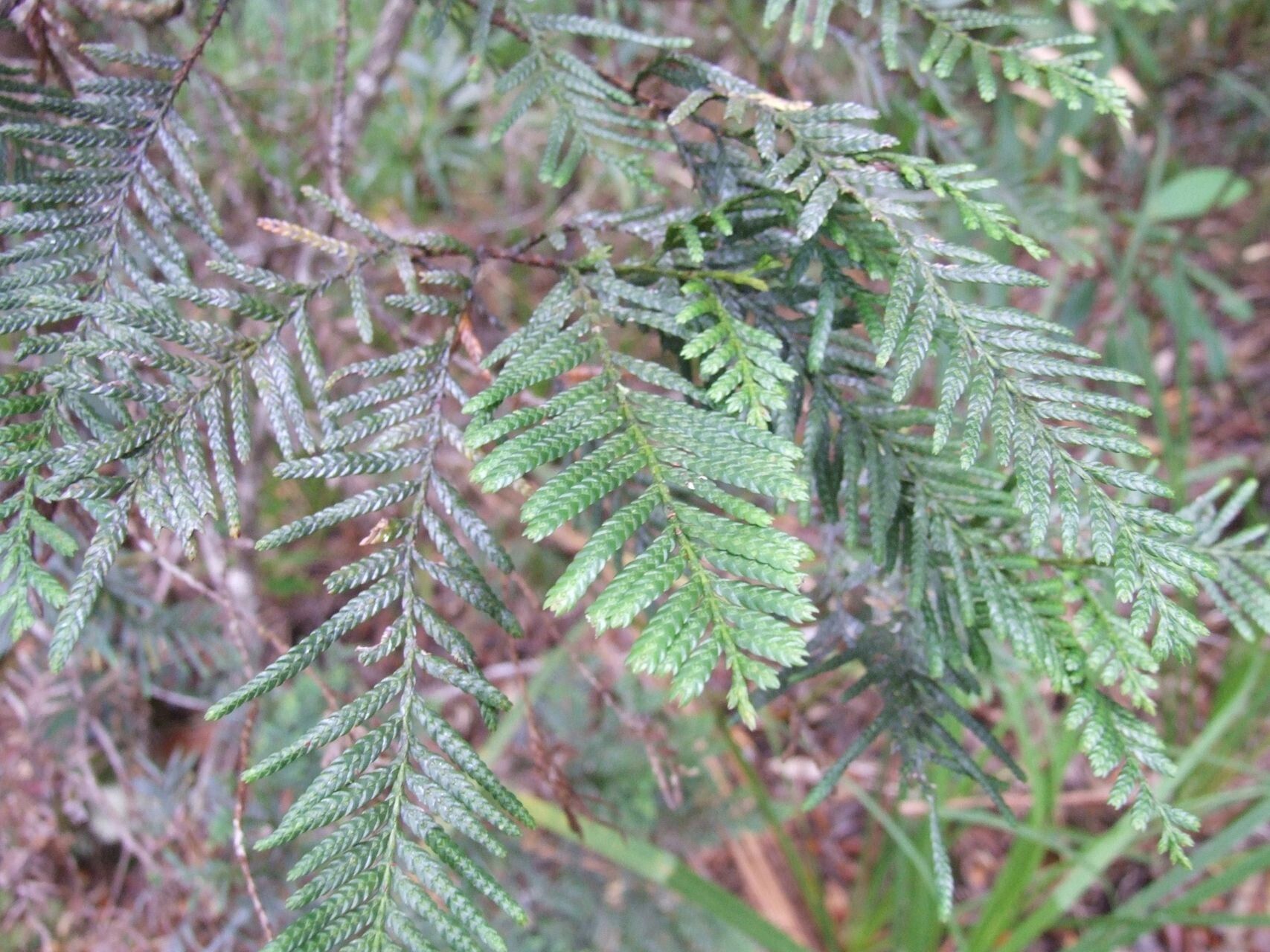 Libocedrus yateensis habit