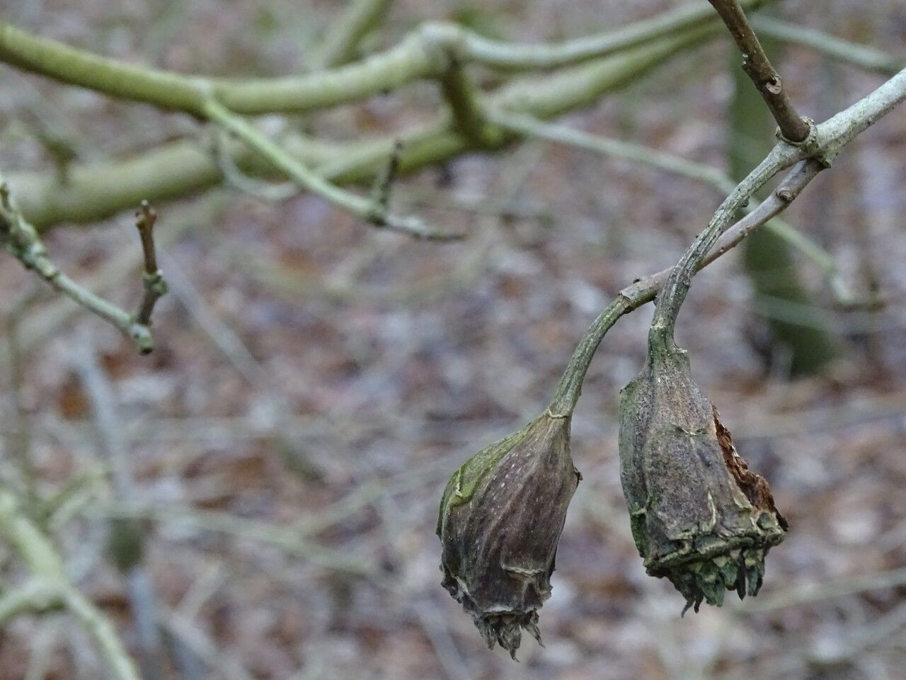 Calycanthus chinensis fruit