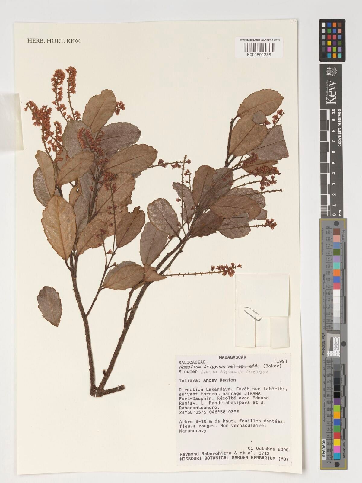 Homalium trigynum — houseplant care guide