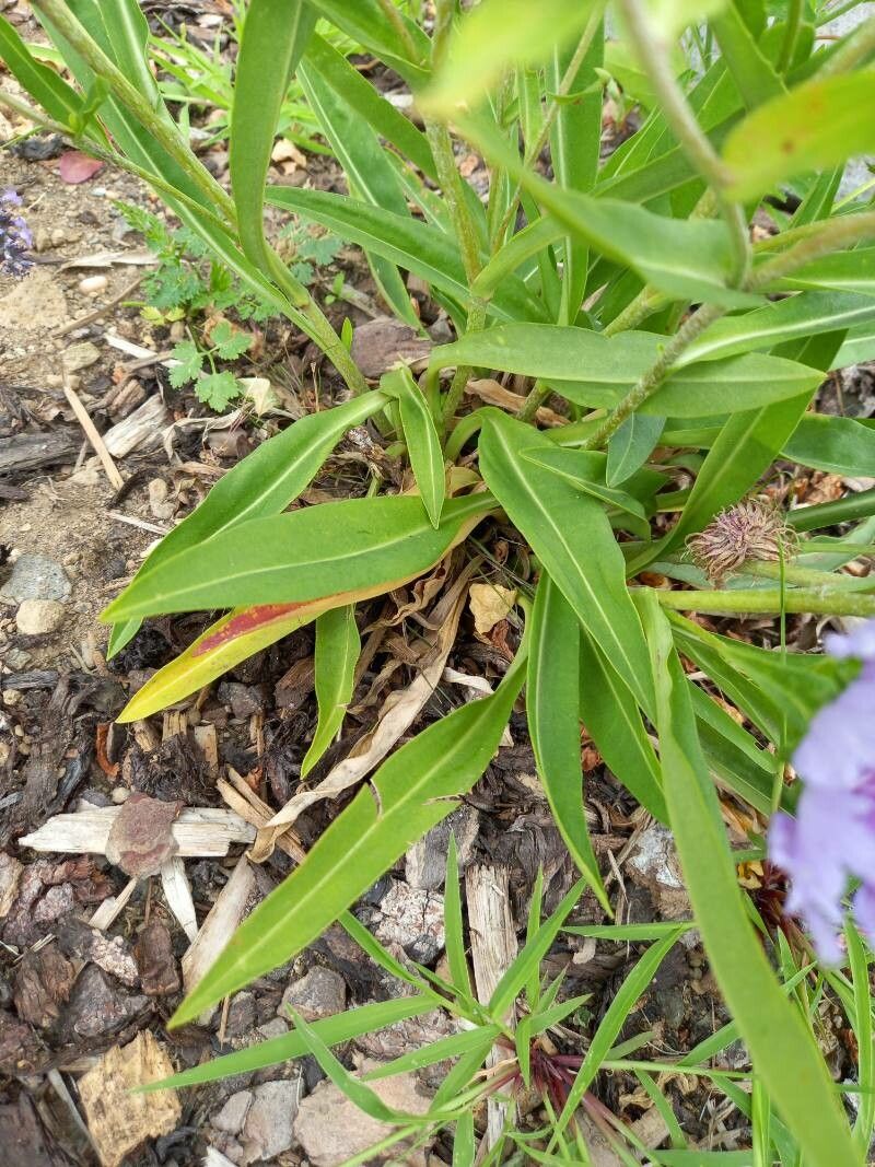 Stokesia laevis leaf