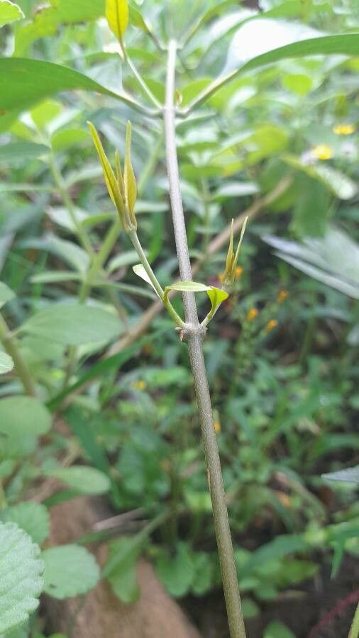 Banisteriopsis caapi leaf