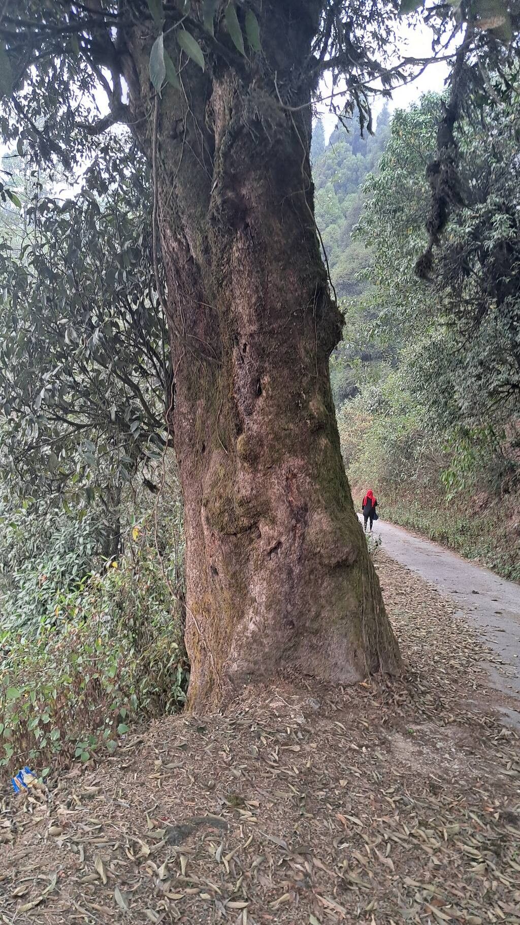 Lithocarpus amygdalifolius bark