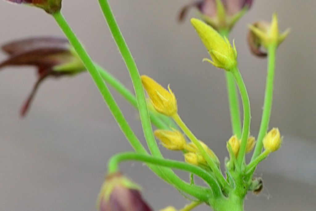 Matelea edwardsensis flower