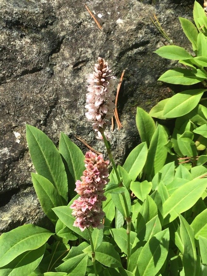 Persicaria vivipara flower