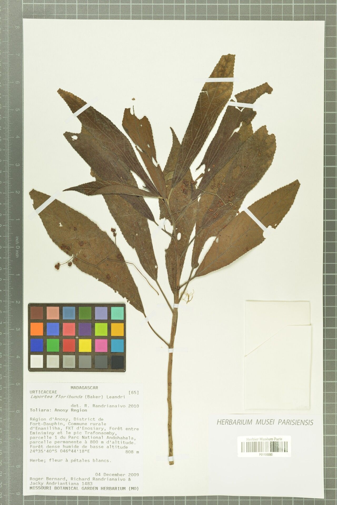 Laportea floribunda — search result for 'Laportea'