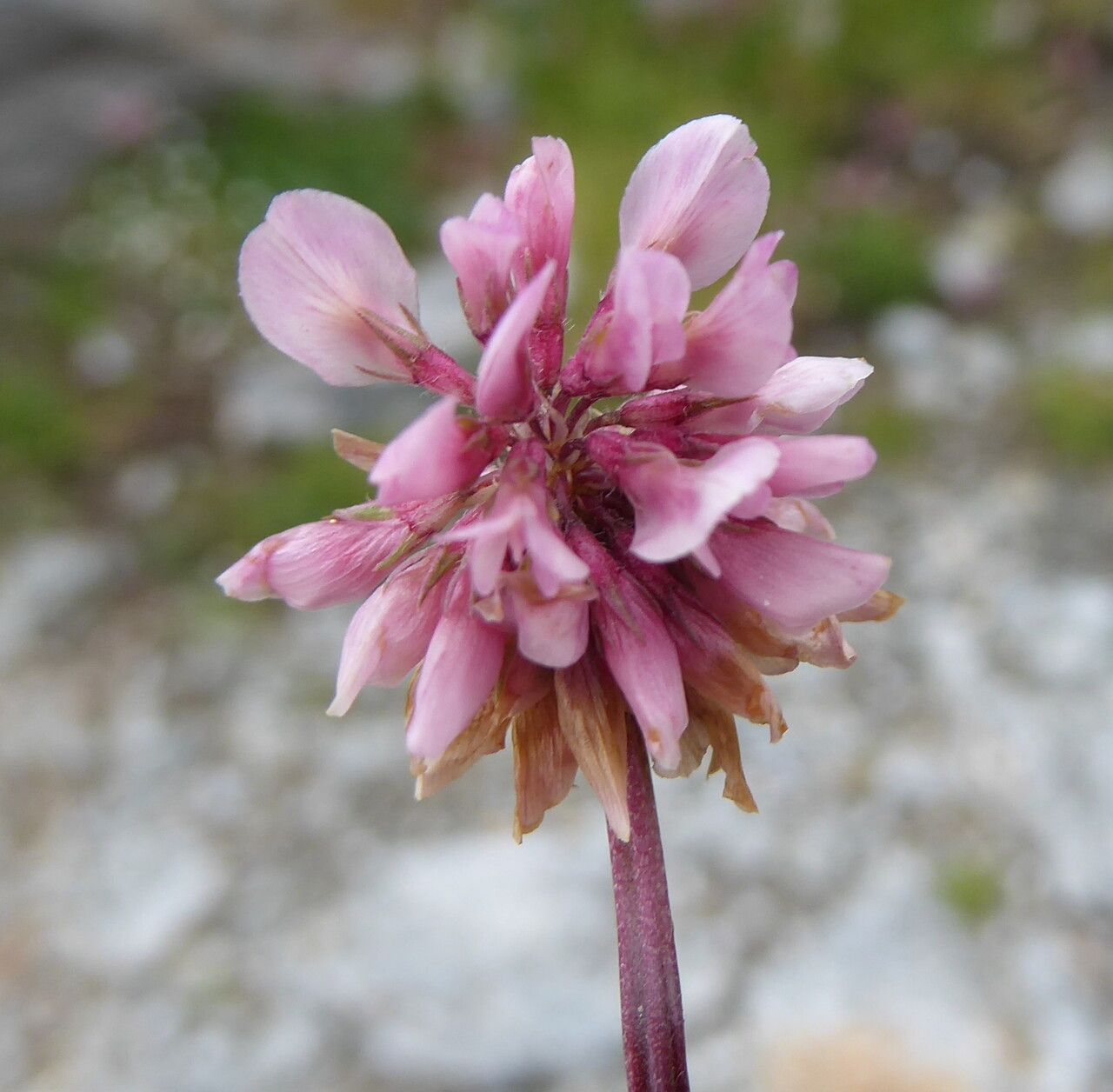 Trifolium thalii flower