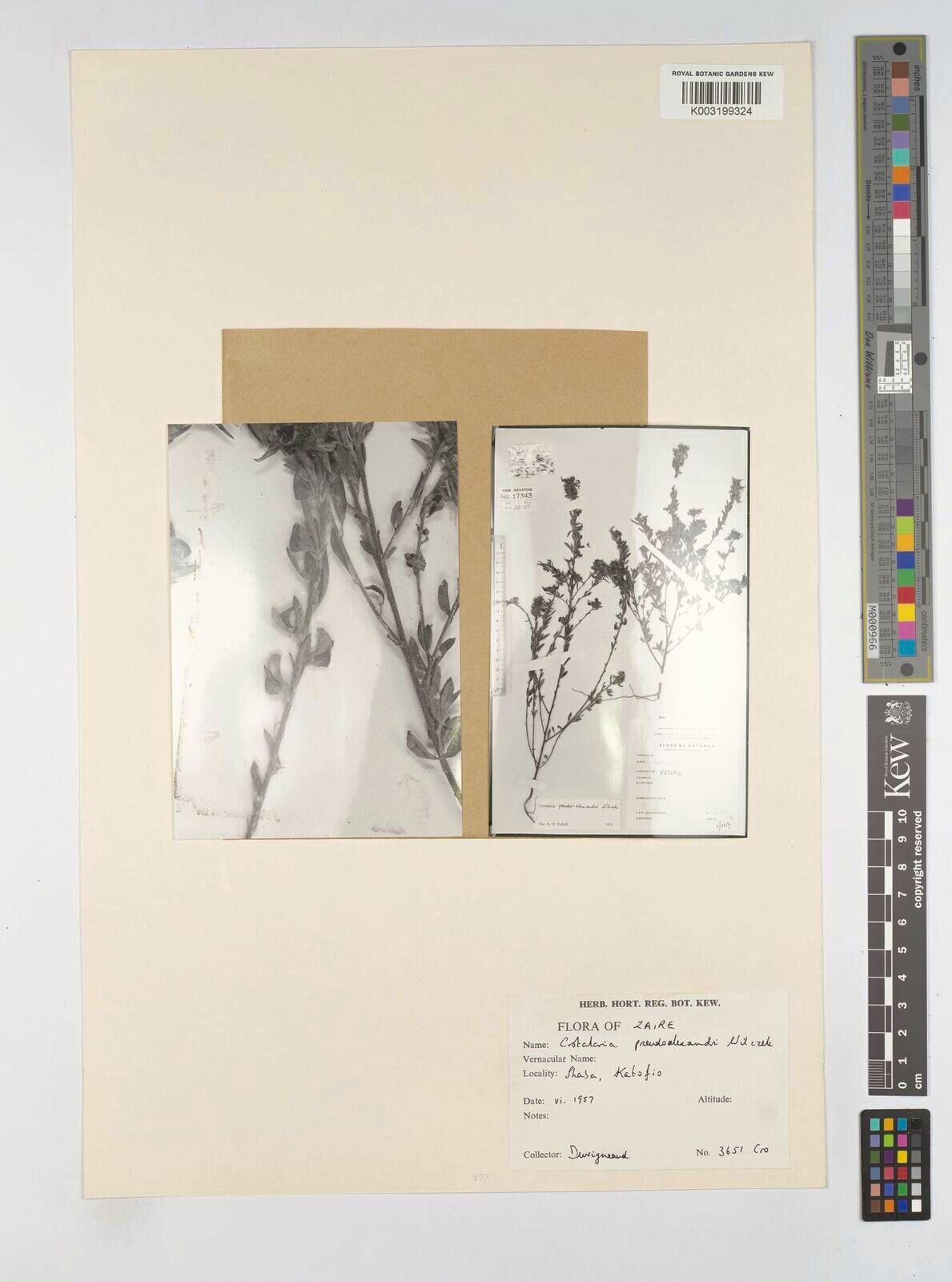 Crotalaria pseudoalexanderi — houseplant care guide