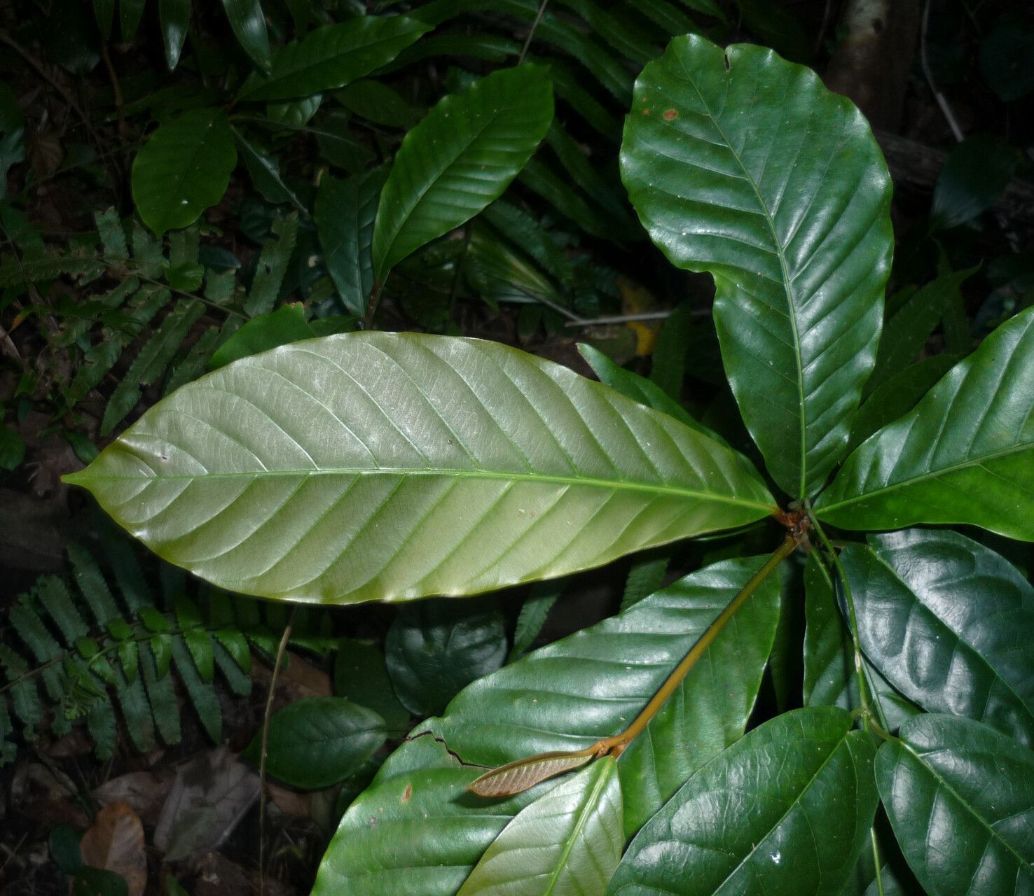 Planchonella duclitan — houseplant care guide