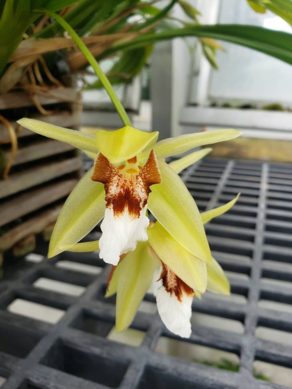 Coelogyne marmorata flower