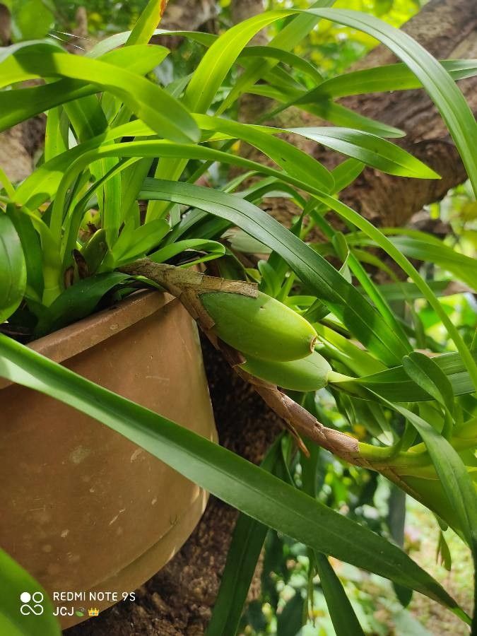 Maxillaria lutescens fruit