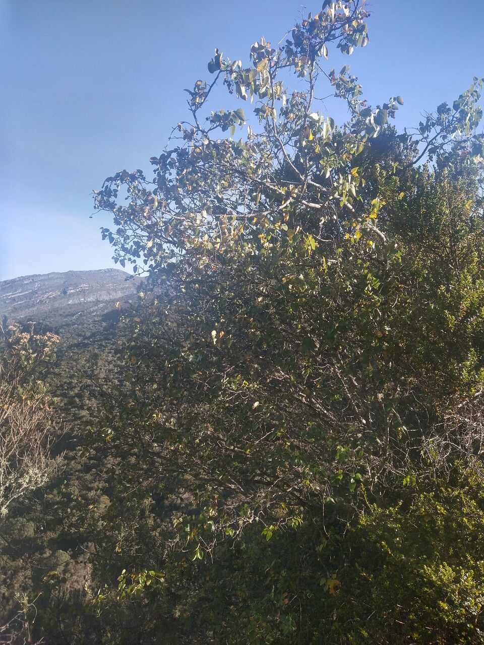 Vallea stipularis habit