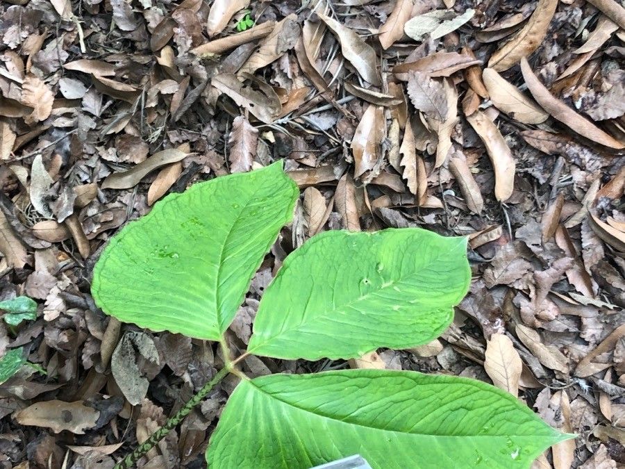 Arisaema speciosum — search result for 'Arisaema'