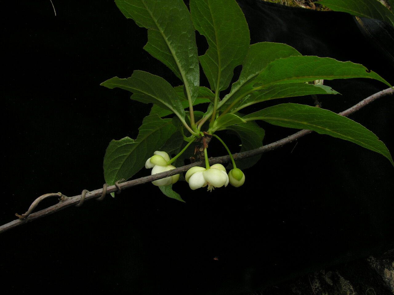 Schisandra grandiflora habit