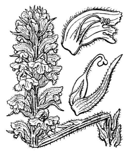 Orobanche salviae other