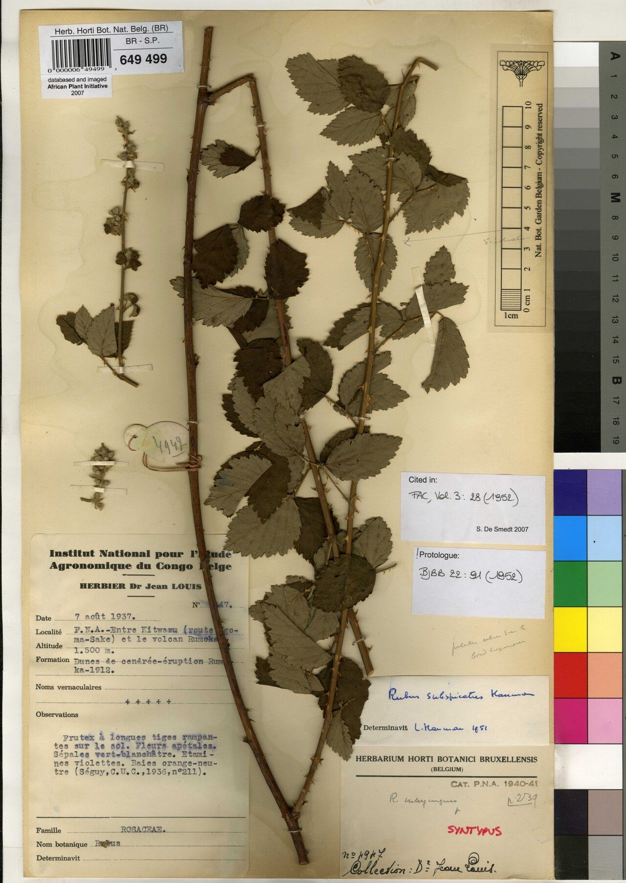 Rubus subspicatus — houseplant care guide